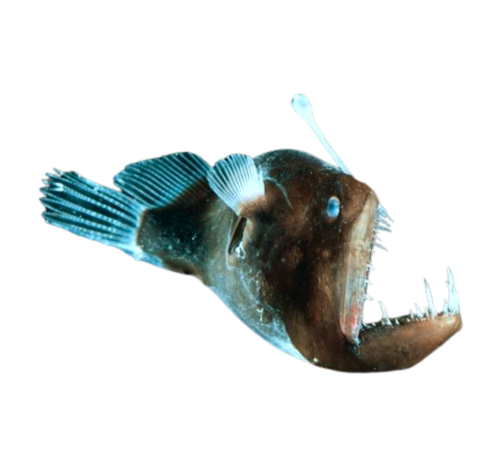 angler-fish