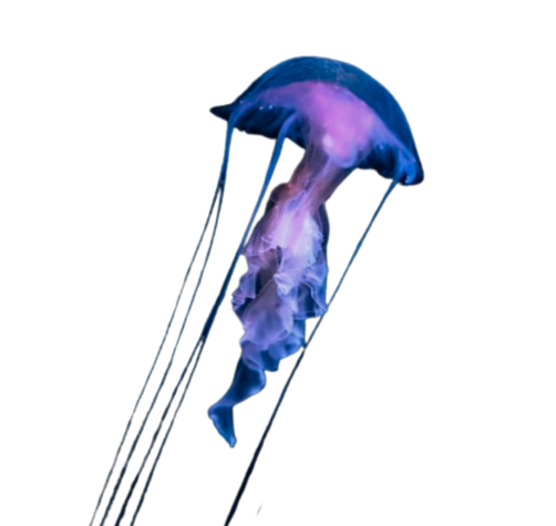 deep-sea-crown-jelly